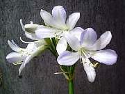 Agapanthus Sea Spray